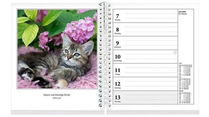 Schmusekatzen Fotokalender 2025