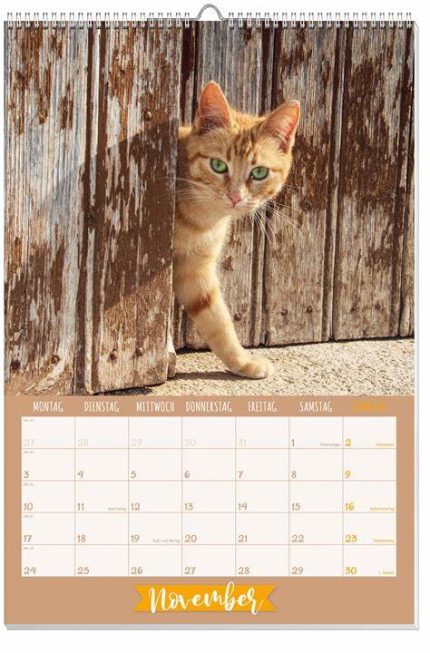 Katzen Posterkalender 2025